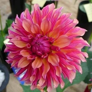 Meet your Posher, Eva